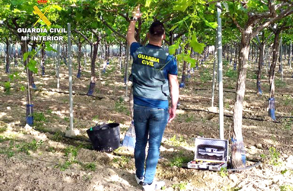 Decomisan dos toneladas de uva sustrada de explotaciones del Valle del Guadalentn 